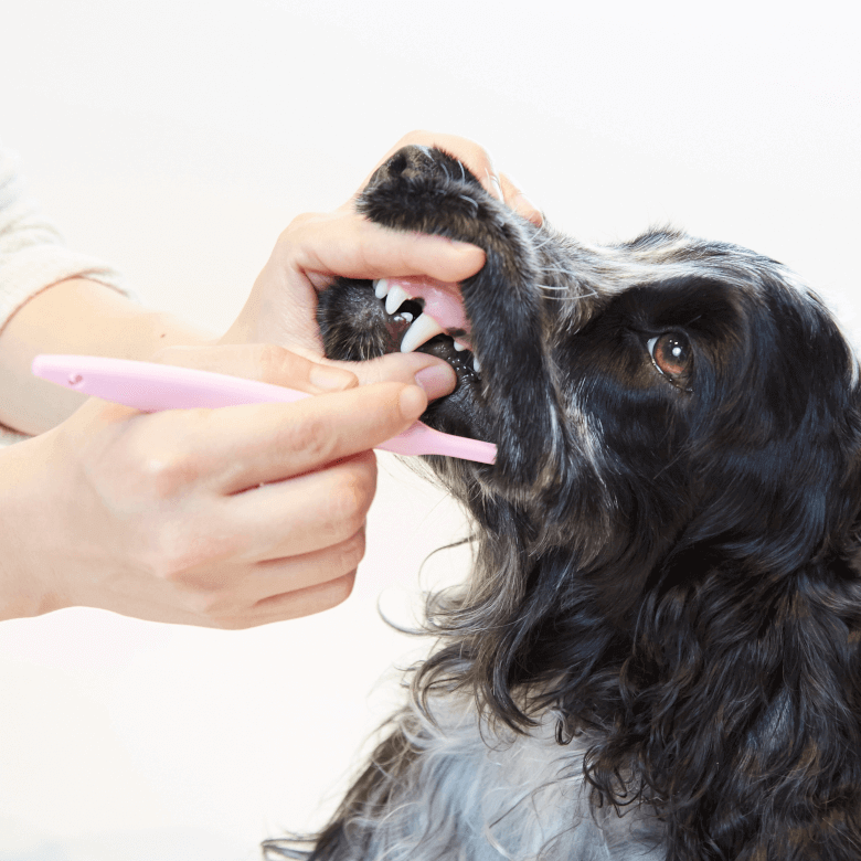【犬猫用品】犬猫用歯磨きジェル！クリスタルジョイ（CRYSTAL JOY）